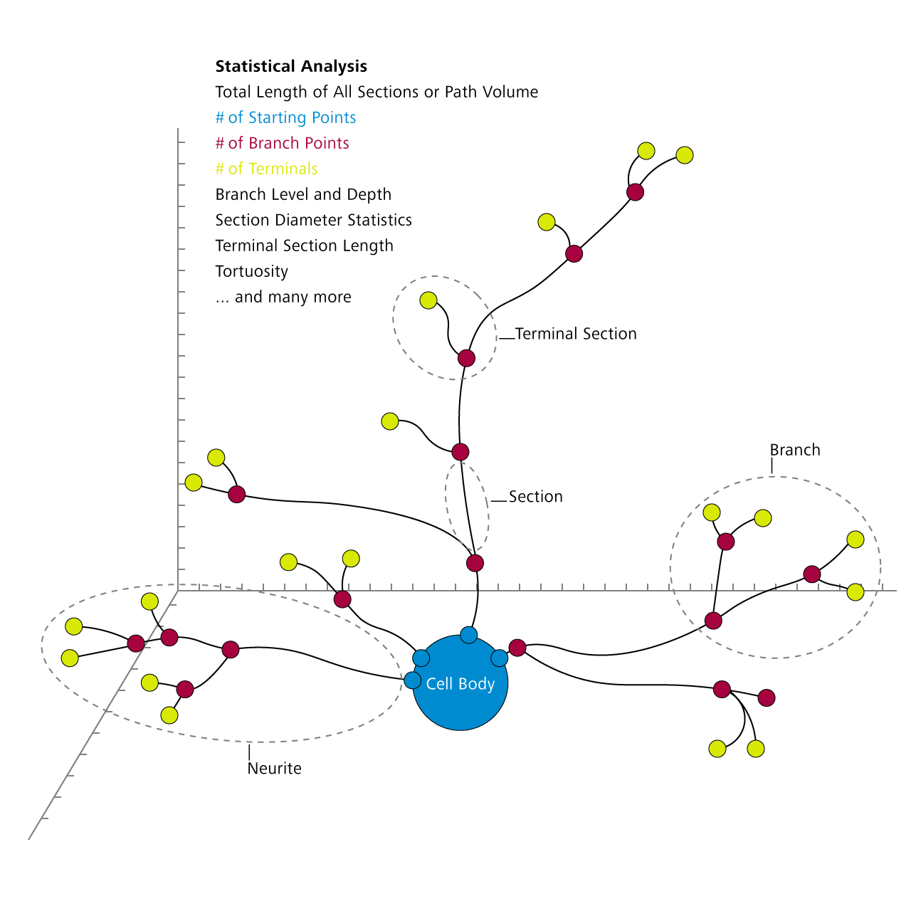 A variety of statistical analysis features are available for traced neurons