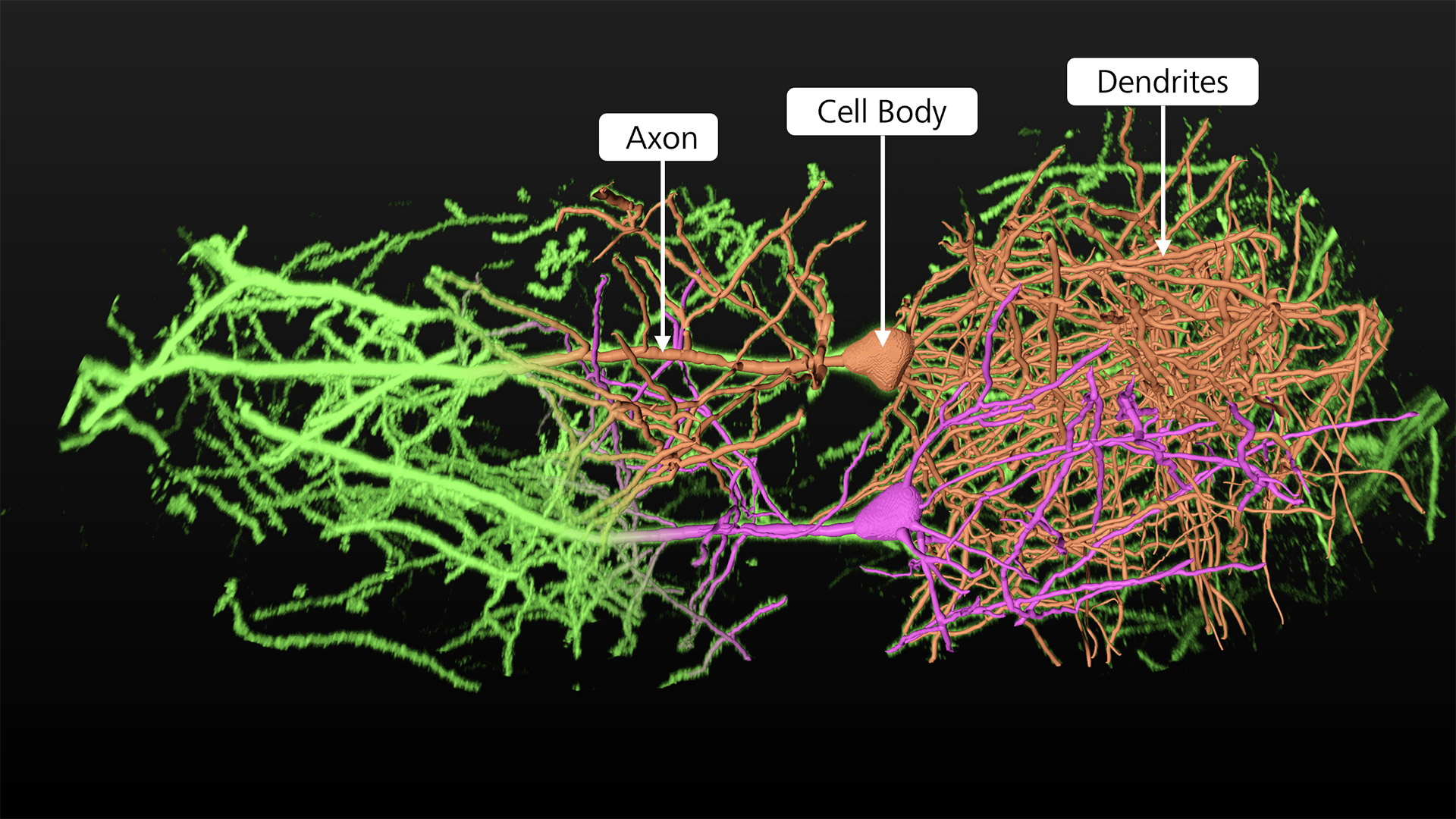 Cartoon schematic of antibody internalisation and endolysosomal trafficking