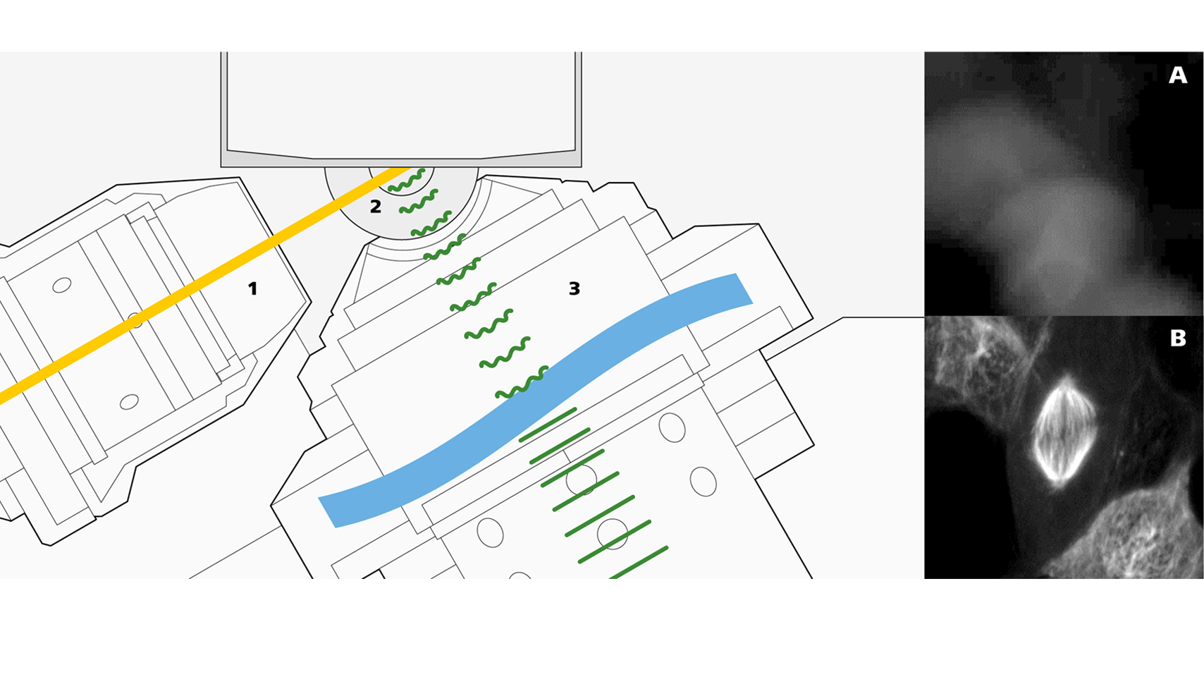 Schematic of sample carrier and core optics module with excitation objective (1), meniscus lens (2) and detection objective with free-form optics (3). Examples show imaging without (A) and with correction of refractive index changes (B).
