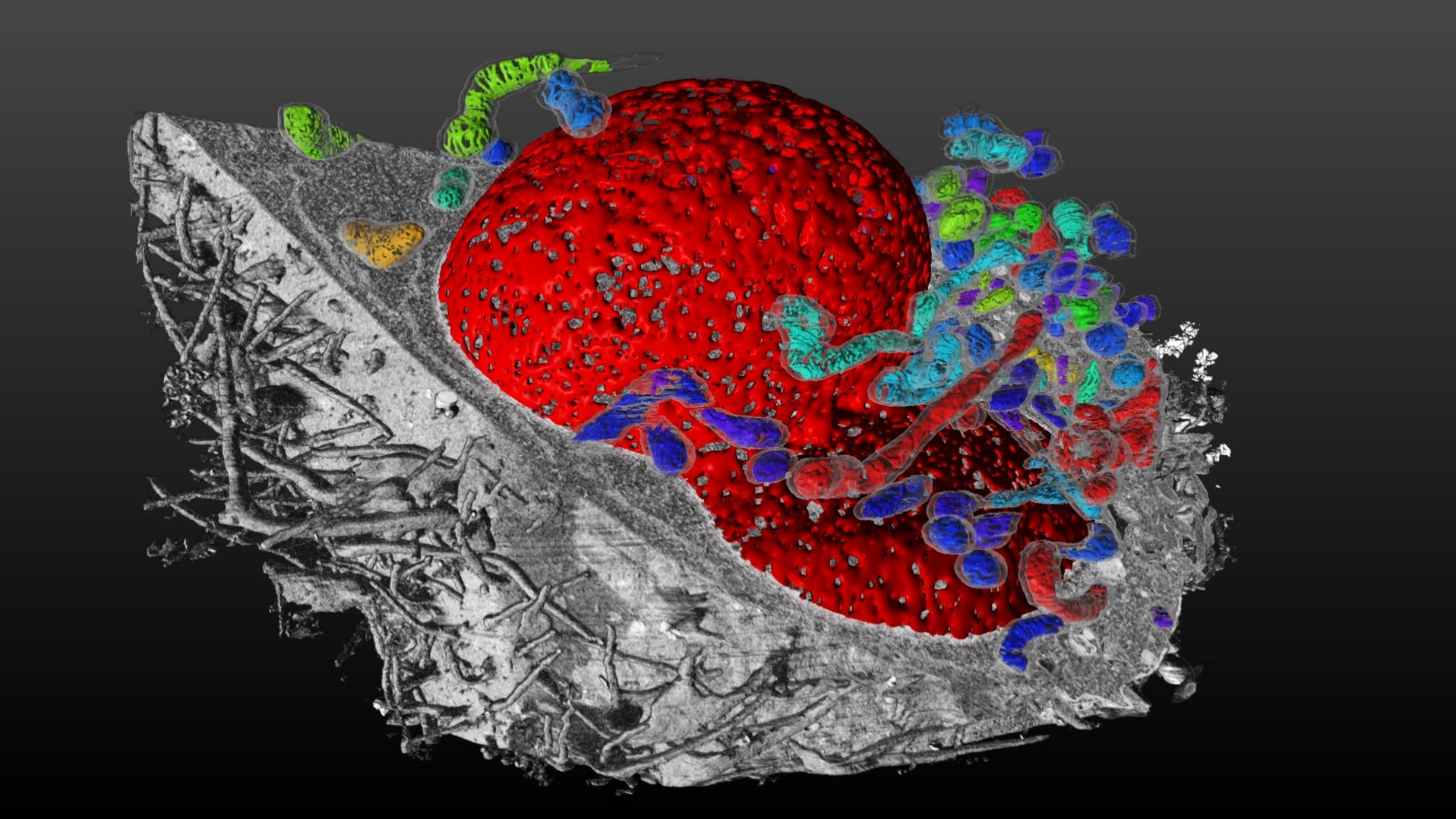 Complex segmentation of crossbeam microscopy image of cell. Despite greyscale image, the nucleus of the cell and mitochondia in it are clearly segmented and highlighted in color within the greyscale 3D image.