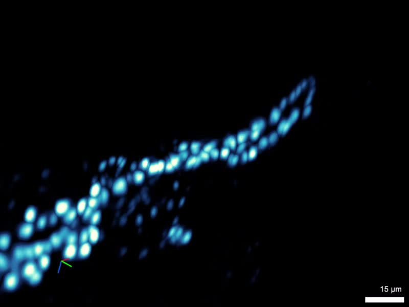 Drosophila Embryo Beating Heart | LF4D