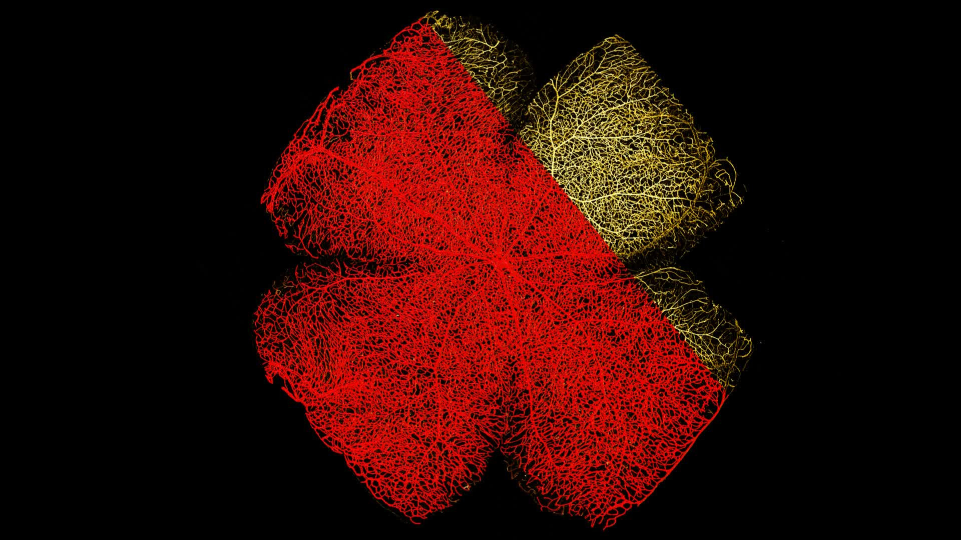 Flattened Retina | LF4D