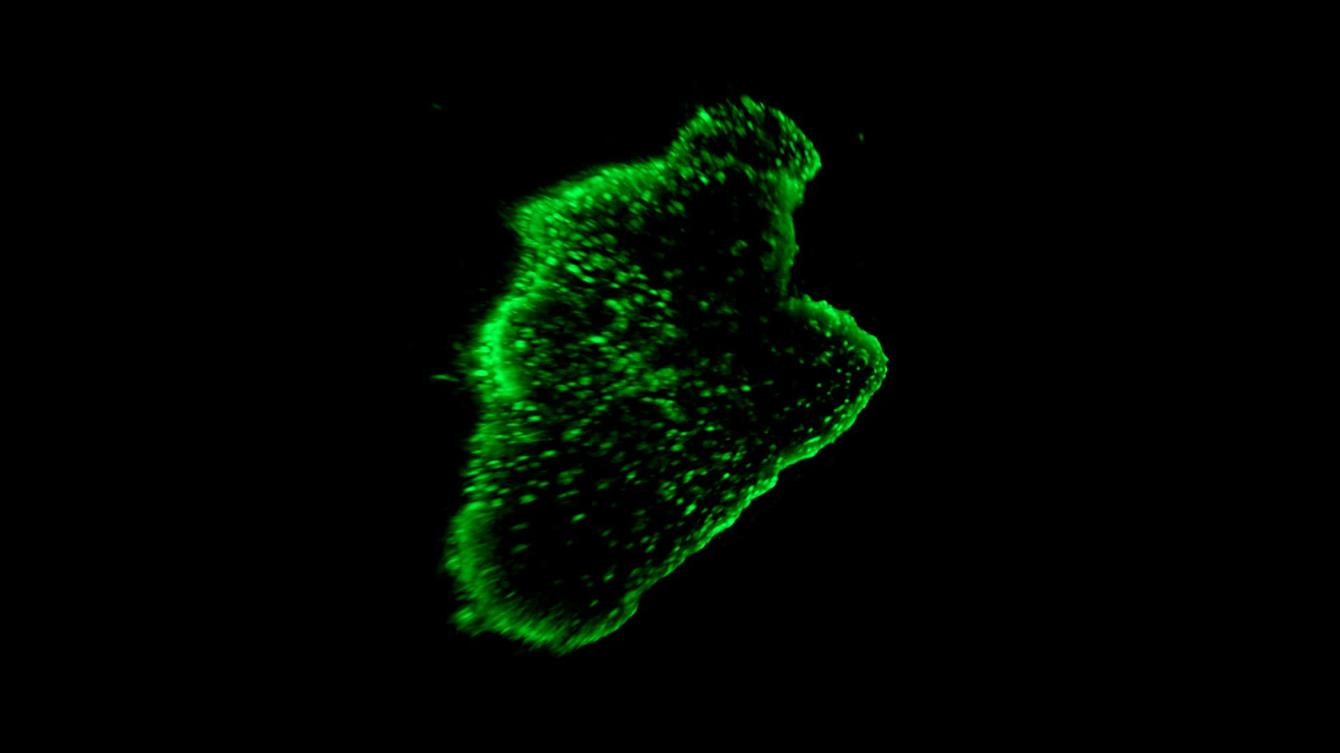 Cardiac Organoid | LF4D