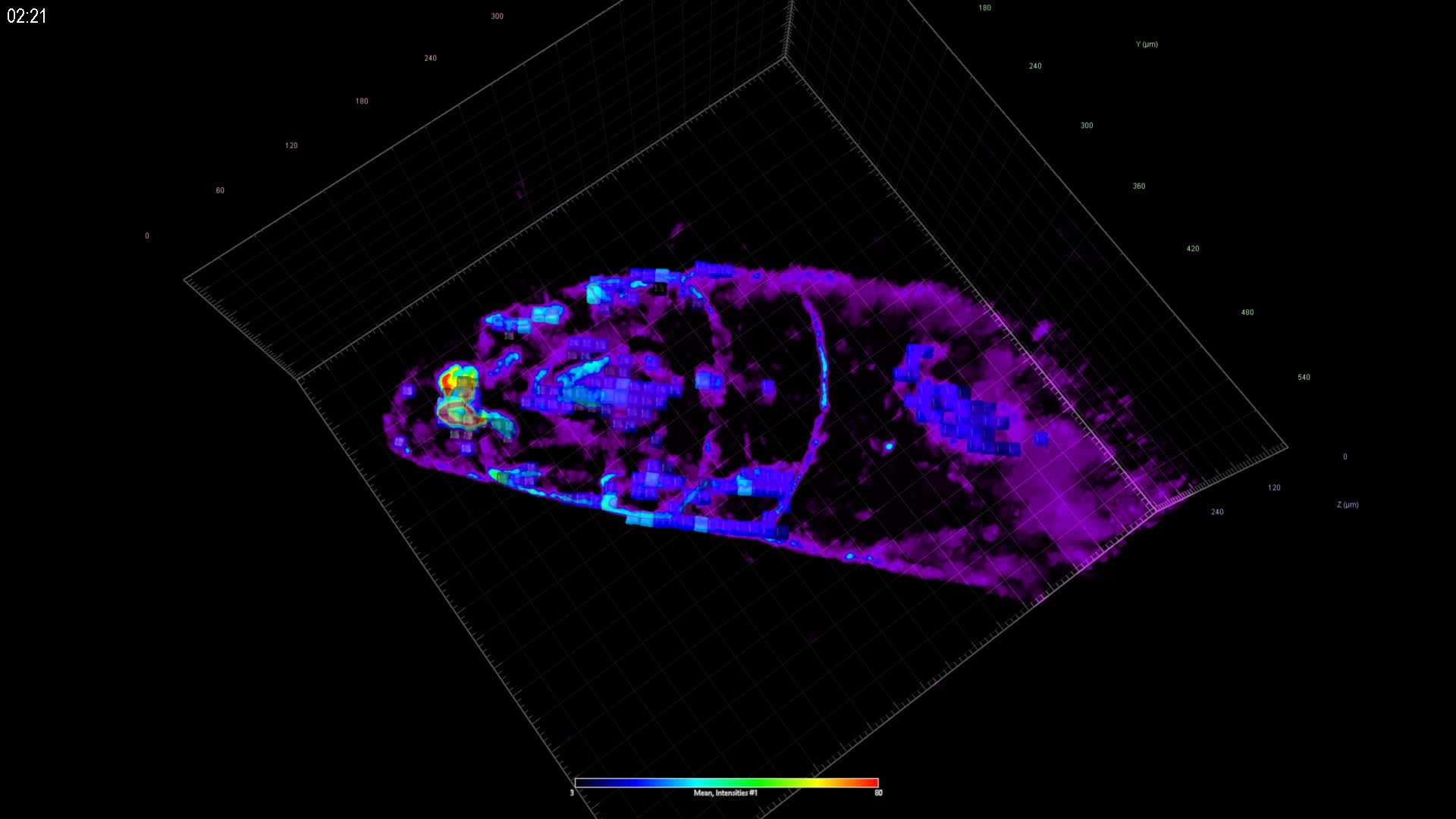 Drosophila larvae calcium | LF4D