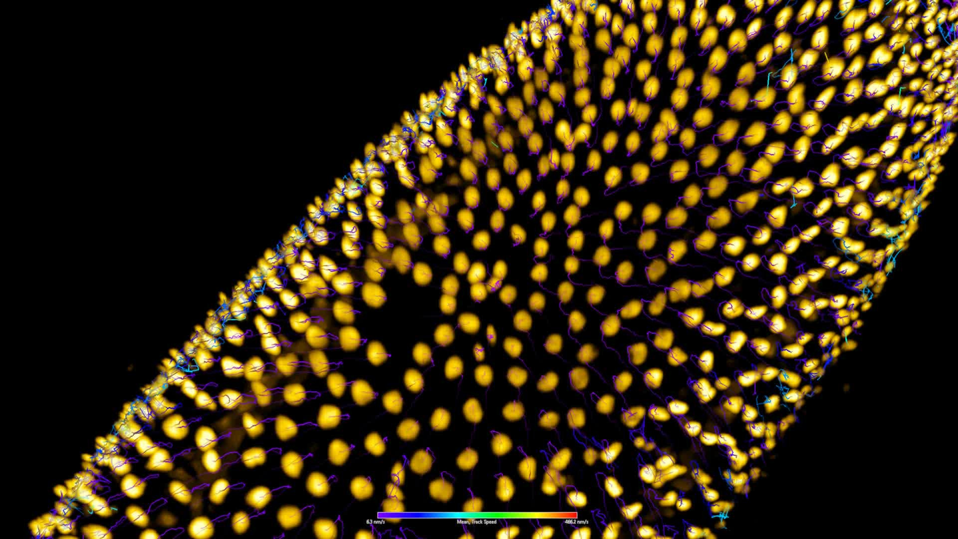 Dividing Drosophila Embryo | LF4D