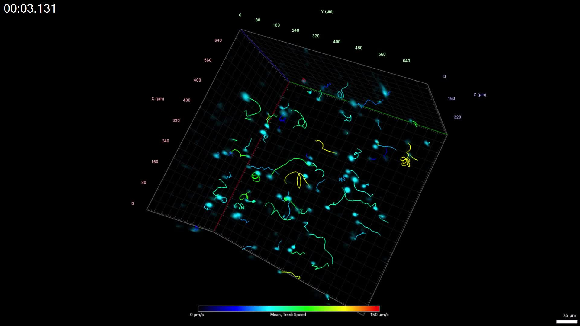 Algae Movement | LF4D