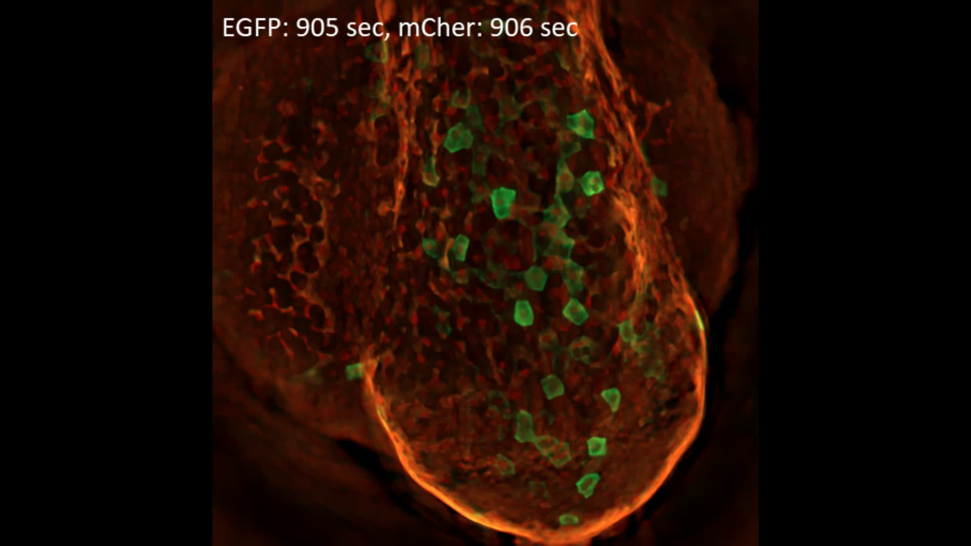 Zebrafish Embryo Calcium | LF4D