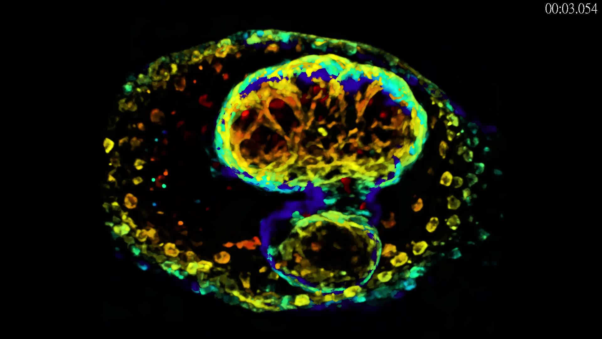 Heart Cilia | LF4D