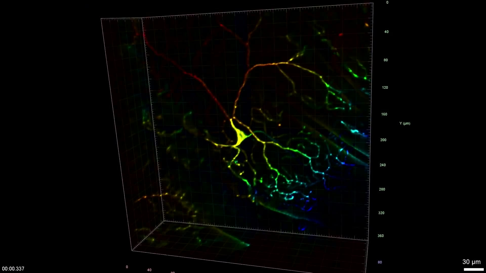 Sensory Neuron | LF4D