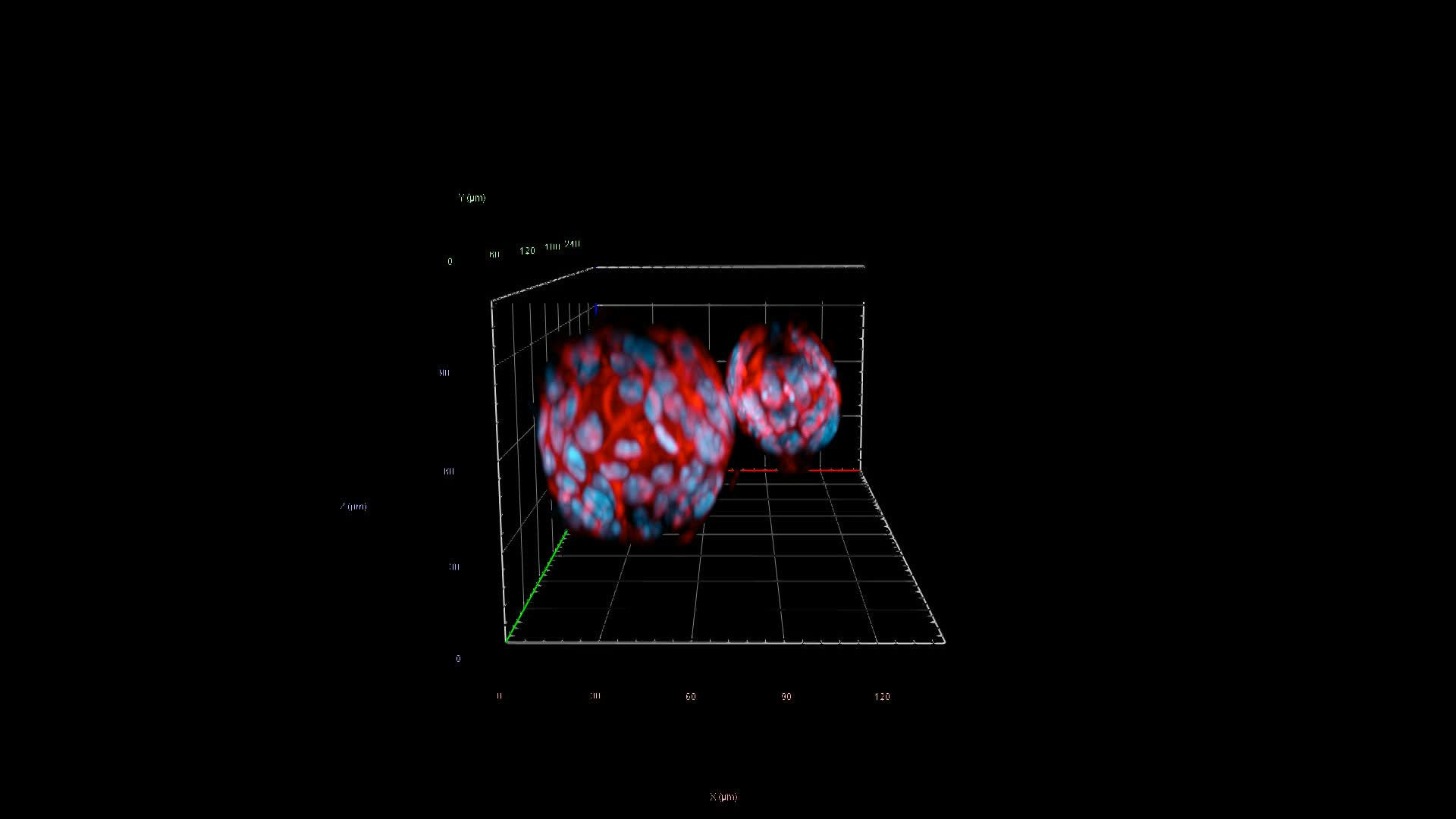 Colorectal Cancer Organoid | LF4D
