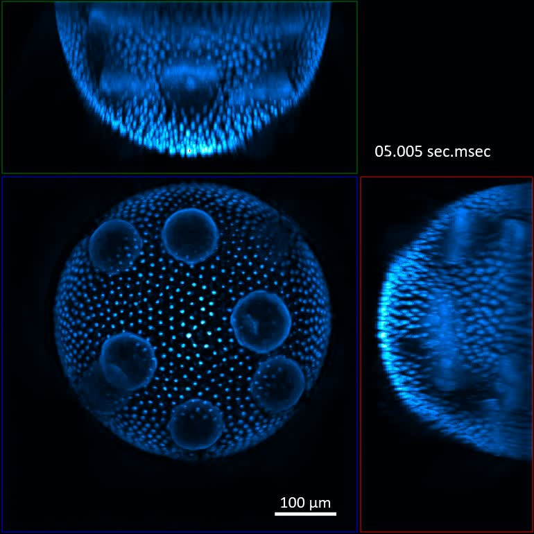 Algae | LF4D