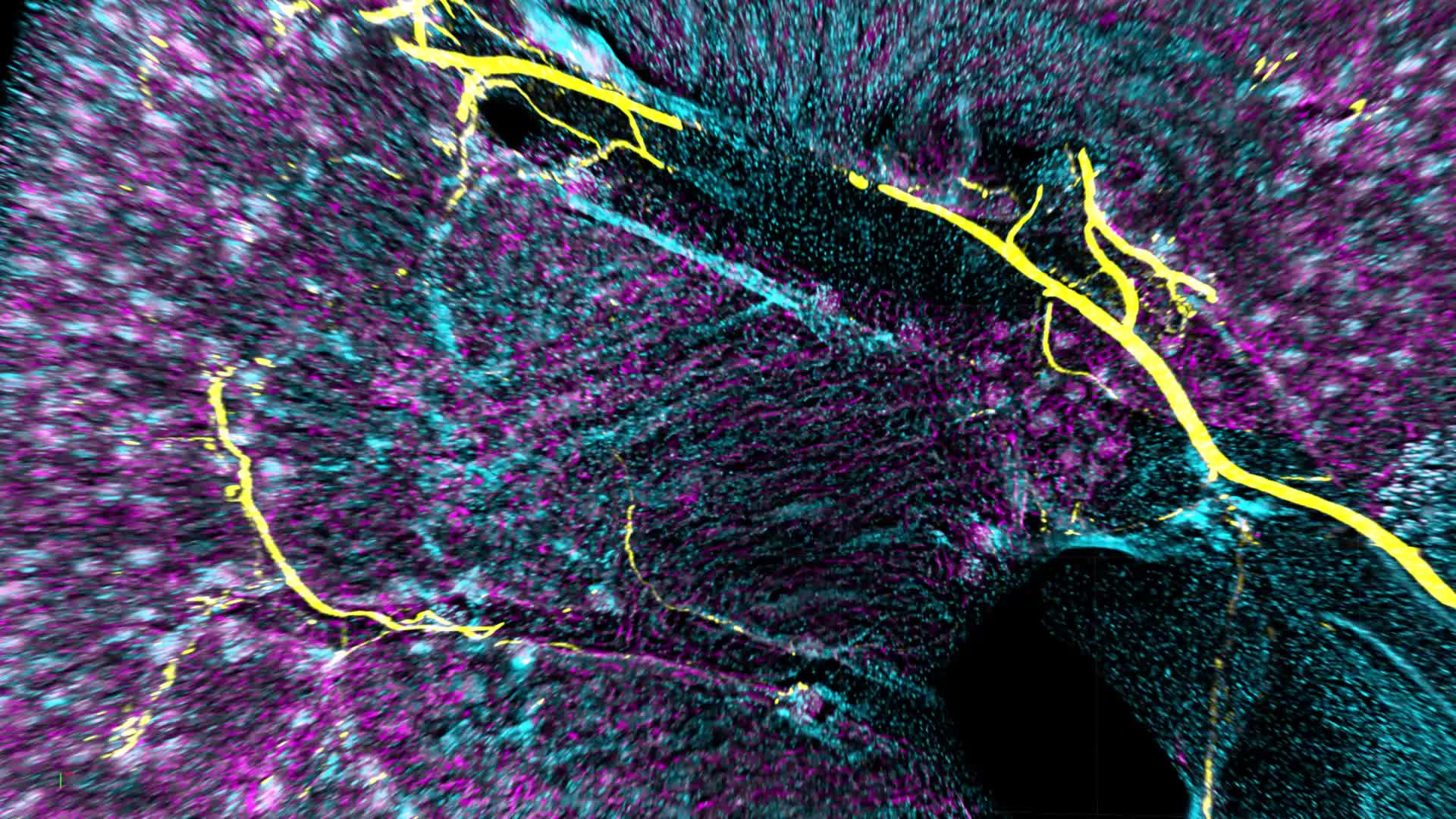 Mouse Kidney | LF4D
