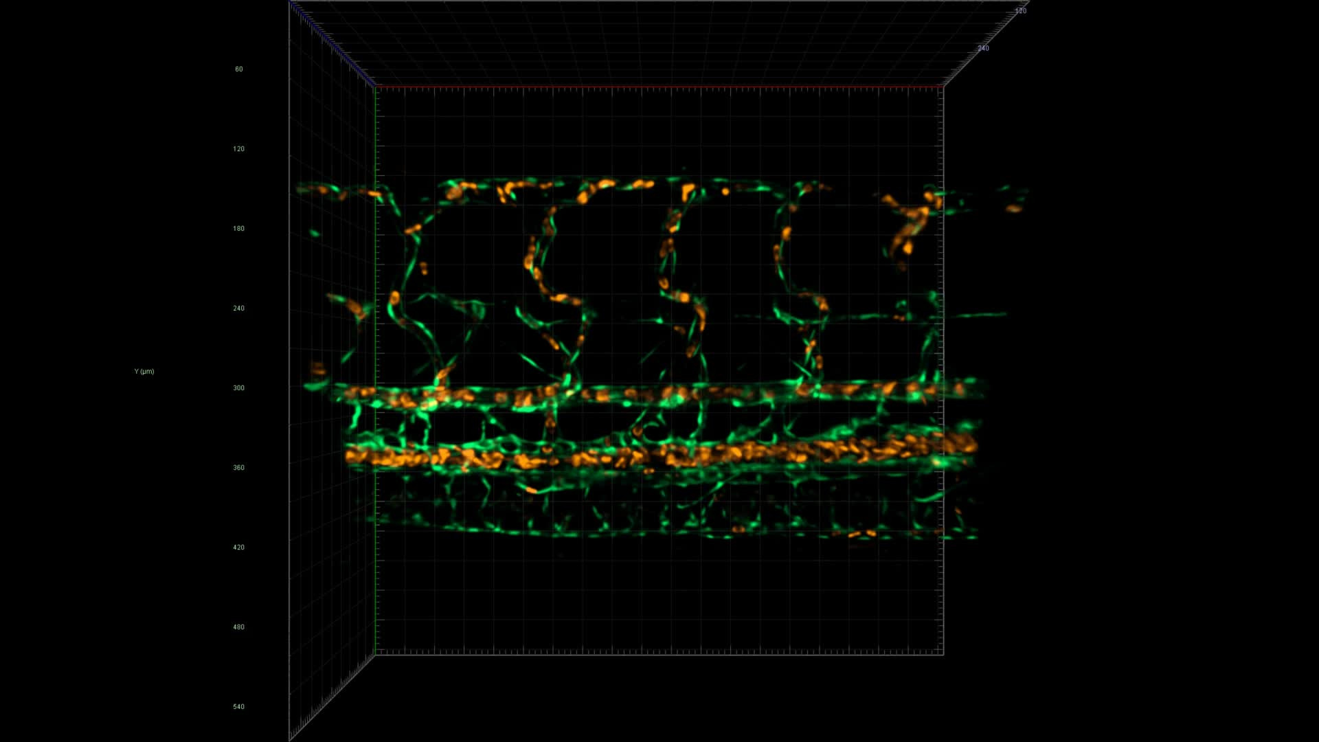 Zebrafish Tail BloodFlow | LF4D